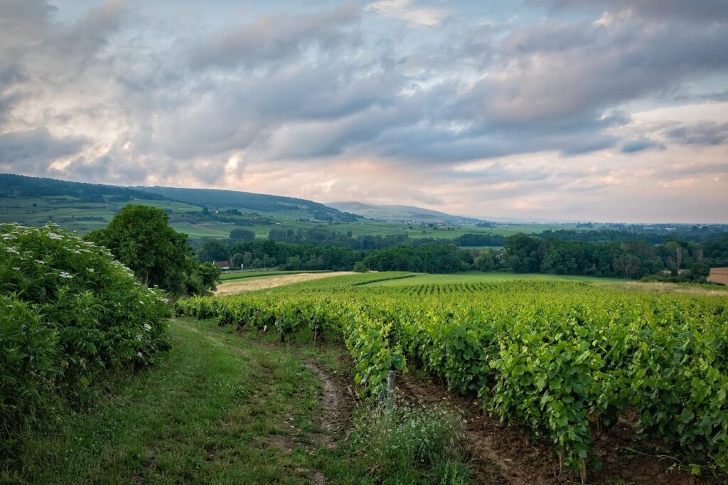 vineyard, field, rural